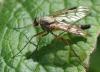 Rhagio scolopaceus